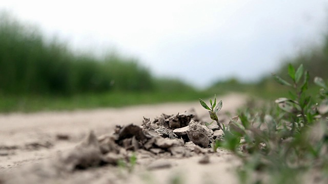 乡村公路上的植物特写视频下载