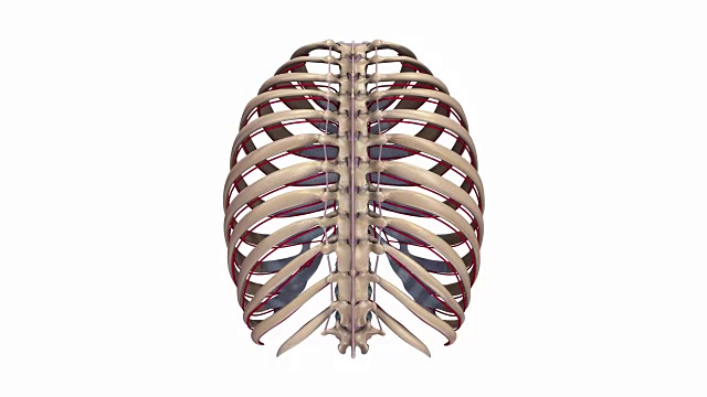 肋骨，韧带和动脉视频素材