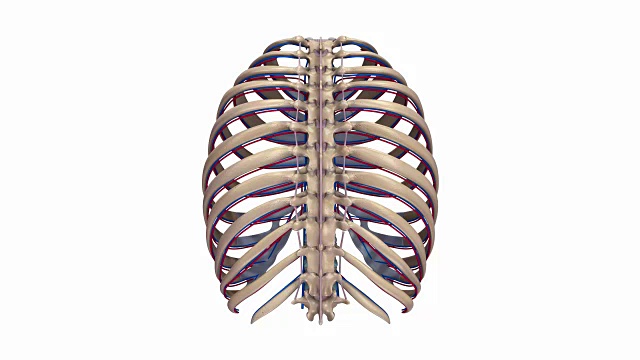 肋骨，韧带，动脉和静脉视频素材