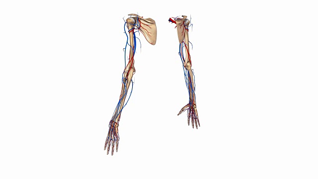 上肢有动脉和静脉视频素材