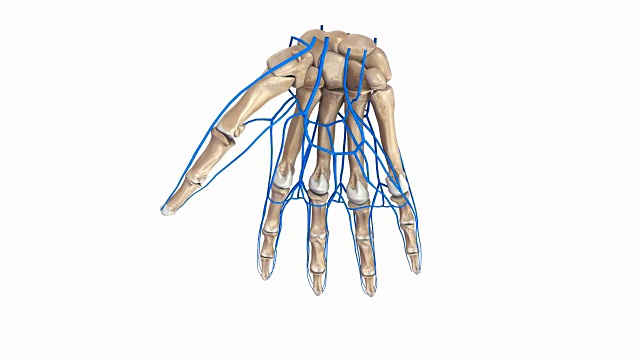 手掌与静脉视频素材