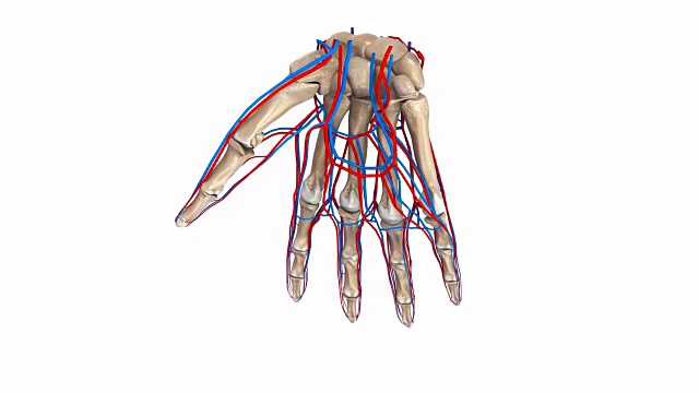 手掌有动脉和静脉视频素材