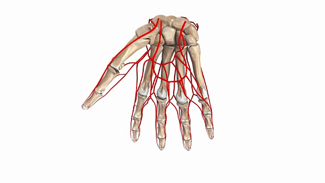 手掌与动脉视频素材