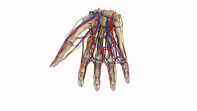 手掌有动脉和神经视频素材
