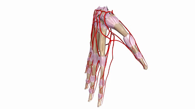 手掌有韧带和动脉视频素材