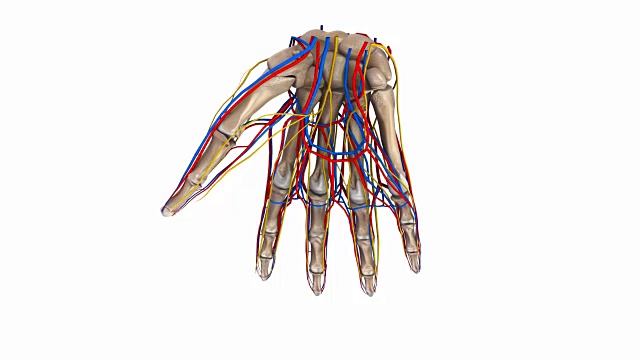 手掌有韧带，动脉，静脉和神经视频素材