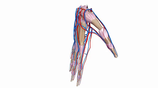 手掌有韧带，动脉和静脉视频素材