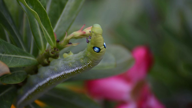 蛾幼虫或毛虫吃假杜鹃花视频素材