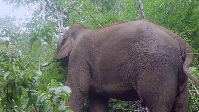 大象在森林里吃树叶视频素材