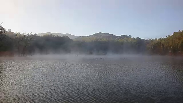 湖里有棵枯树视频下载