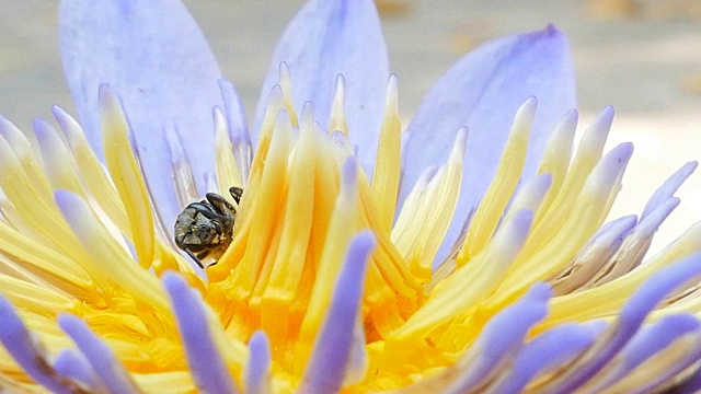 蜜蜂正在采集花蜜。视频素材