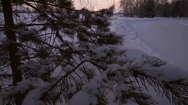 白雪覆盖的松树在雪在日落股票录像视频素材