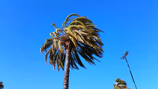 棕榈树在强风中吹视频素材