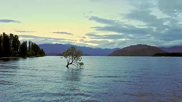 鸟瞰图的瓦纳卡树，瓦纳卡湖，新西兰视频下载