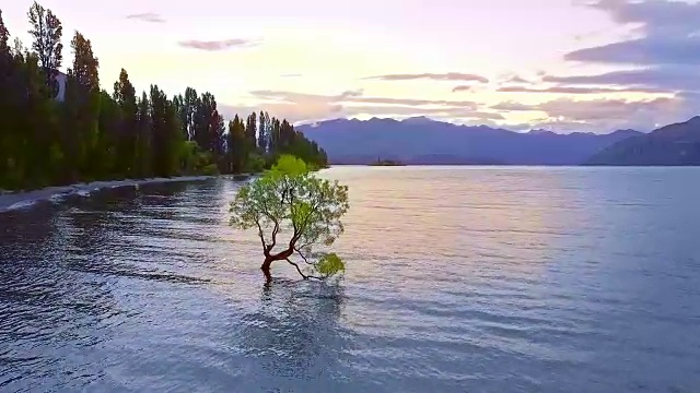 鸟瞰图的瓦纳卡树，瓦纳卡湖，新西兰视频素材