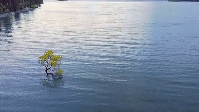 鸟瞰图的瓦纳卡树，瓦纳卡湖，新西兰视频素材