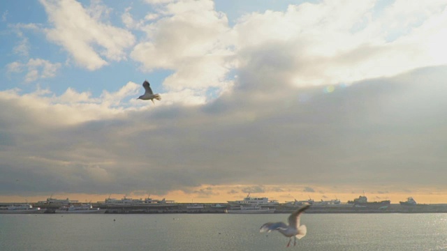 一群海鸥在海面上飞翔视频素材