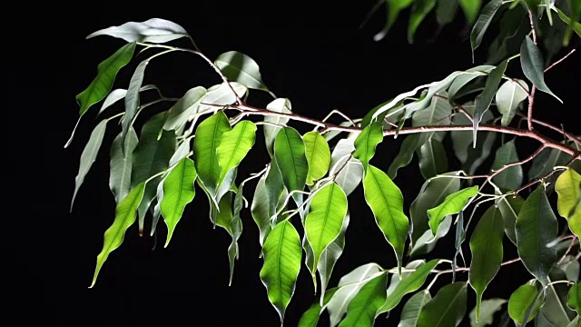 黑色背景上的绿色植物榕树视频下载