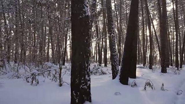 光线的夕阳透过树干松树在冬季森林库存录像视频素材