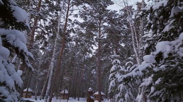 冬季松林与雪堆素材视频视频素材