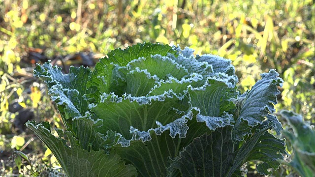 冷冻白菜类蔬菜的苗头。从模糊中对焦。FullHD视频素材