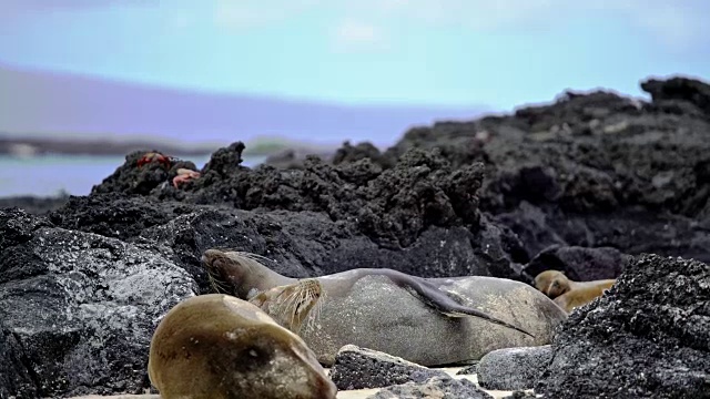 海狮视频素材