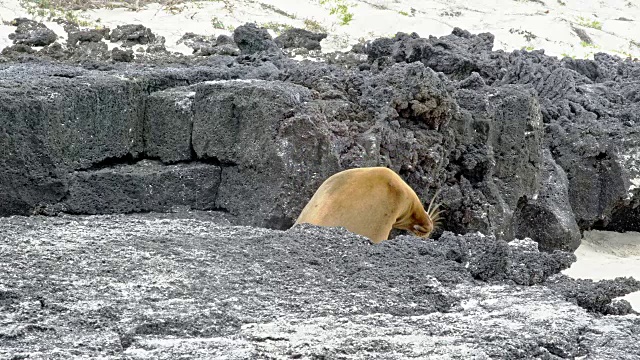 海狮摇头视频素材