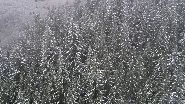 空中自然背景漂浮在积雪的森林树木与寒冷的冬季风暴天气视频素材