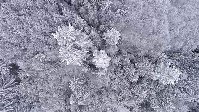 高空背景在寒冷的山区森林里，冬季积雪覆盖的树木视频素材