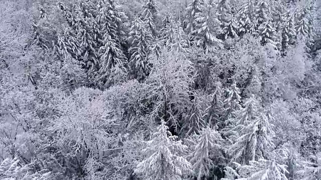 在寒冷的冬季里，空中拍摄的雾山森林降雪视频素材