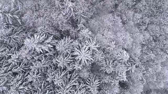 鸟瞰在冰冻森林树木覆盖在新鲜的冬天雪视频素材