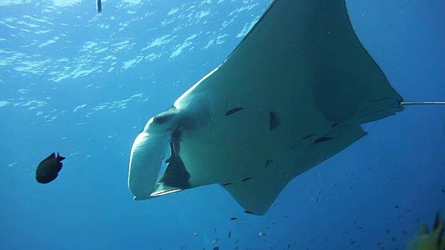 濒临灭绝的蝠鲼(Manta birostris)游过清洁站。在世界自然保护联盟的红色名单中，这些优雅的动物正在成为野外罕见的景象。视频素材