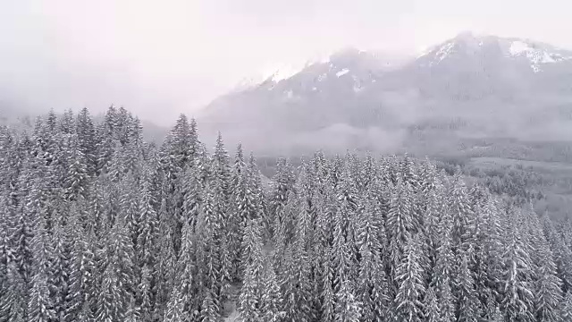 直升机上的雾霾在白色的山顶在冬天雪覆盖的森林视频素材