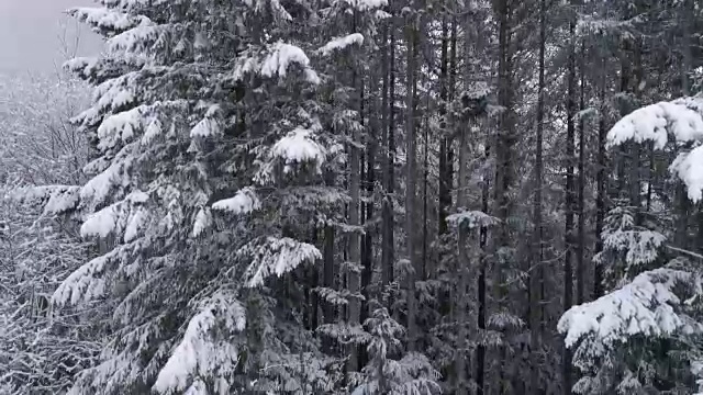 在雪山森林的无人机与雪花飞下来的慢动作视频素材