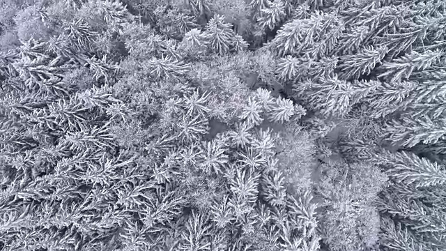 直升机观看寒冷的冬季景观与雪花落在山上森林的树顶视频素材