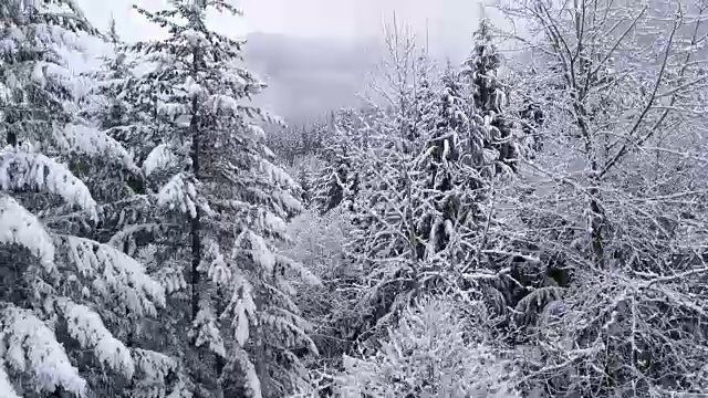 上升空中冰冻的冬季景观雾雪覆盖的山区森林视频素材