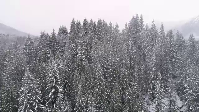 冬季空中的密林树木冰冻寒冷和雾蒙蒙的下雪在阴天视频素材