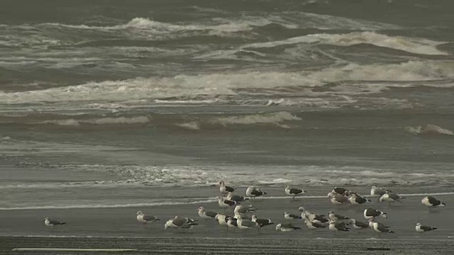 日本北海道岸上的普通海鸥视频素材