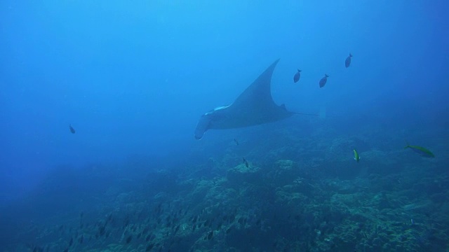 濒临灭绝的蝠鲼(Manta birostris)游过清洁站。在世界自然保护联盟的红色名单中，这些优雅的动物正在成为野外罕见的景象。视频素材