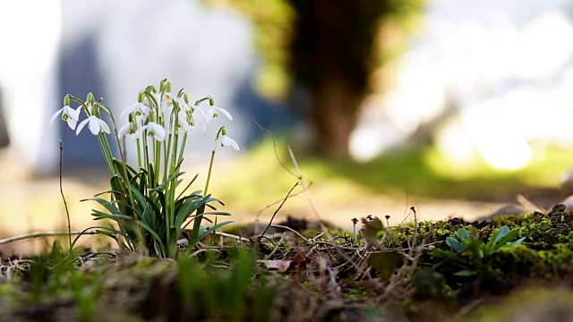 春花雪花莲番红花视频下载