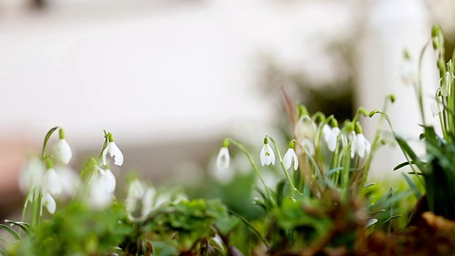 春花雪花莲番红花视频素材