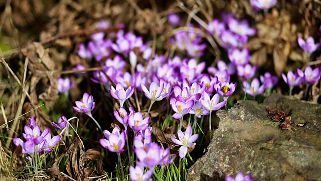 春花雪花莲番红花视频下载