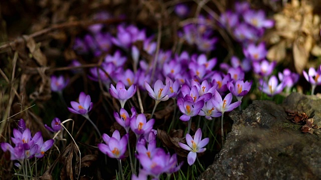 春花雪花莲番红花视频素材