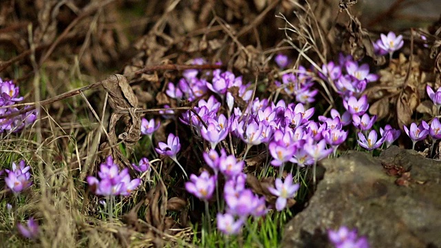 春花雪花莲番红花视频素材