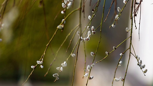 春花雪花莲番红花视频素材