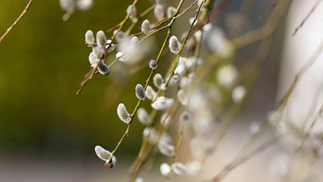 春花雪花莲番红花视频素材