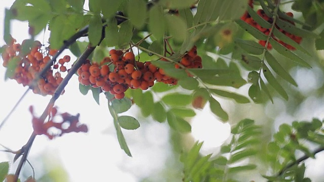 特写的橙色花楸浆果或山梣树成熟的浆果在秋天视频素材