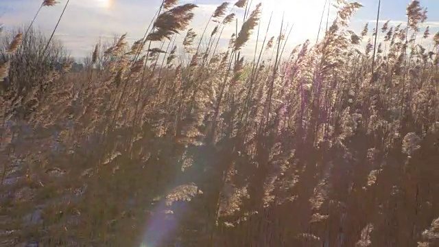 芦苇(芦苇属)在冬天有雪。拉脱维亚的早春。视频素材