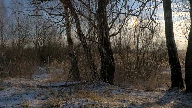 冬季景观——白雪覆盖的森林，小树林覆盖着冰和雪湖。一个寒冷的冬日。视频素材