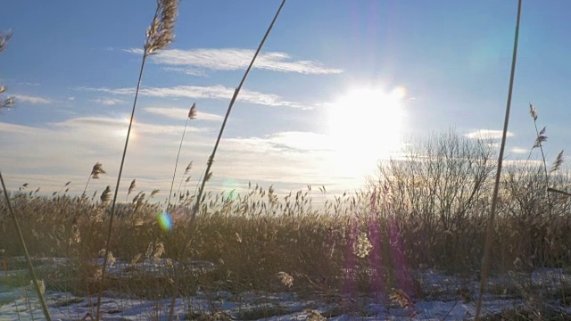 芦苇(芦苇属)在冬天有雪。拉脱维亚的早春。视频素材